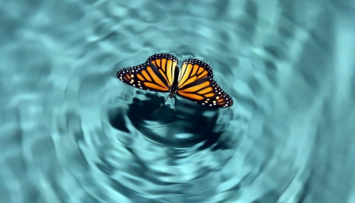 Aug20_2019_tovfla-Getty-Images_Butterfly-Effect-1