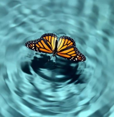 Aug20_2019_tovfla-Getty-Images_Butterfly-Effect-1