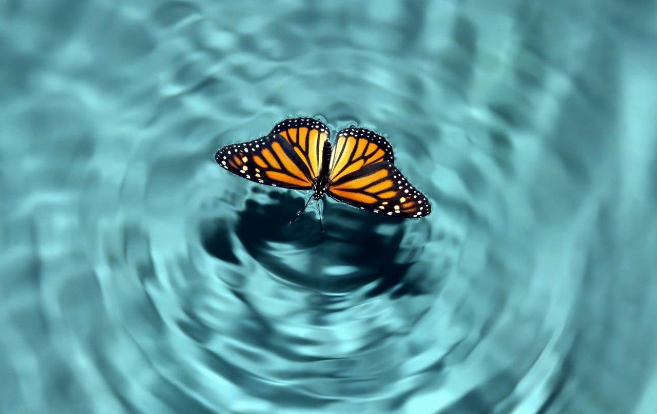 Aug20_2019_tovfla-Getty-Images_Butterfly-Effect-1